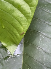 Pseudomyrmex triplarinus