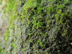 Bryum barnesii
