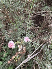 Salsola oppositifolia