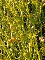 Agalinis communis