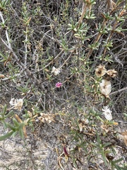Salsola oppositifolia