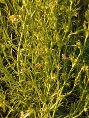 Agalinis communis