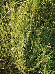Agalinis communis
