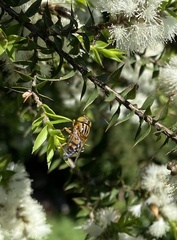 Eristalinus punctulatus