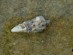 Cerithium atratum