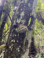 Theobroma cacao