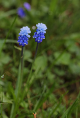 Muscari aucheri