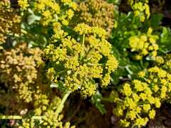 Astydamia latifolia
