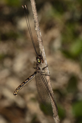 Ameropterus