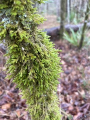 Forsstroemia trichomitria