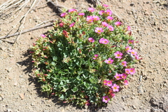 Oxalis squamata