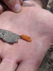 Pseudanapaea denotata