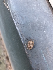 Halyomorpha halys