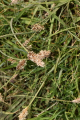 Carex gayana