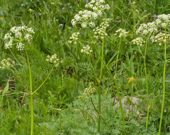 Ligusticum filicinum