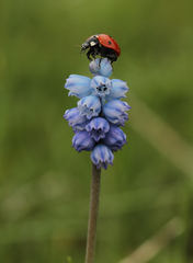 Muscari azureum