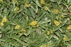 Azorella