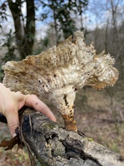 Cymatoderma caperatum