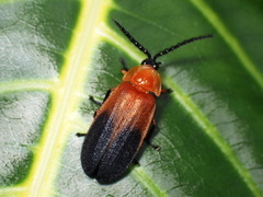 Cladodes plumosa