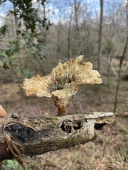 Cymatoderma caperatum