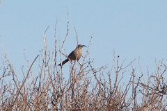 Toxostoma crissale