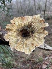 Cymatoderma caperatum