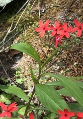 Silene virginica