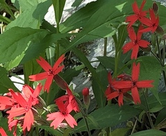 Silene virginica