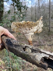 Cymatoderma caperatum