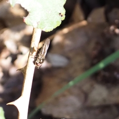 Meliscaeva auricollis