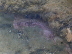 Siderastrea stellata