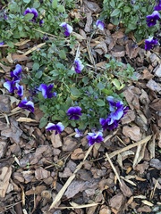 Viola