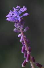 Muscari babachii