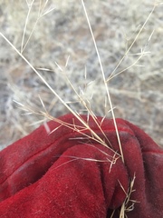 Aristida pansa
