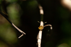 Diabrotica limitata