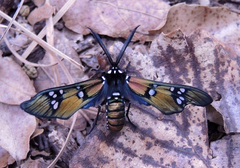 Chrysocale principalis