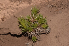 Eryngium paniculatum