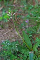 Muscari