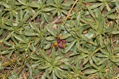 Azorelloideae