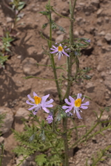 Schizanthus hookeri