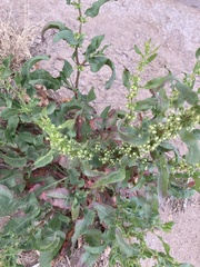 Rumex dentatus