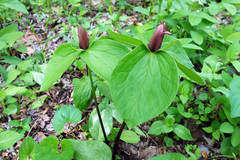 Trillium sessile