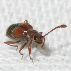 Pselaphinae