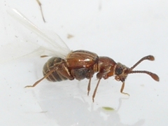 Pselaphinae