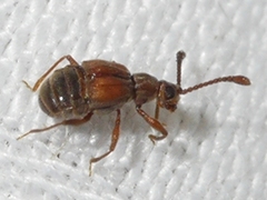Pselaphinae