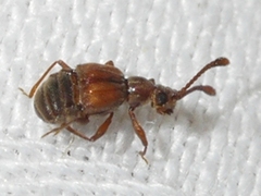 Pselaphinae