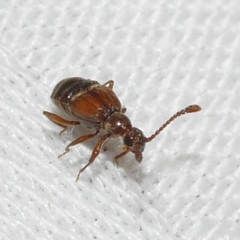 Pselaphinae