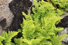 Hypolepis millefolium