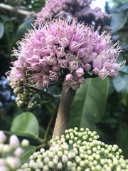 Melicope elleryana