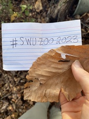 Megapallifera mutabilis